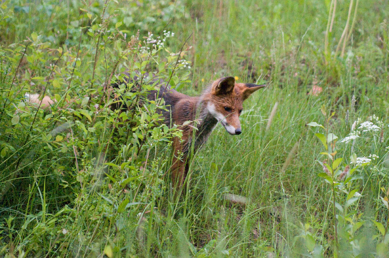 Kettub iso6400 200mm f2,8 1-160s.jpg - kasivaralta - pikku vapinaa kasissa joten lievaa epatarkkuutta hitailla suljinajoilla.